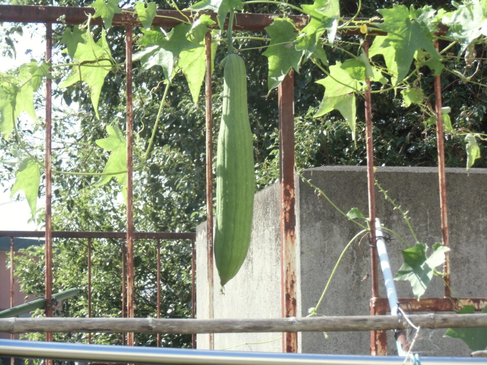 ヘチマの栽培（4年生） | 松阪市立中川小学校